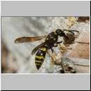 Ancistrocerus nigricornis - Lehmwespe 22b am IH beim Lehm einbringen.jpg